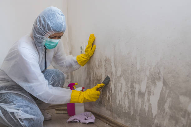 Attic Mold Removal in Manteno, IL
