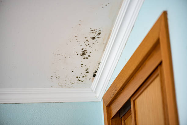 Best Emergency Mold Removal  in Manteno, IL