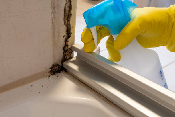 Best Mold Testing  in Manteno, IL