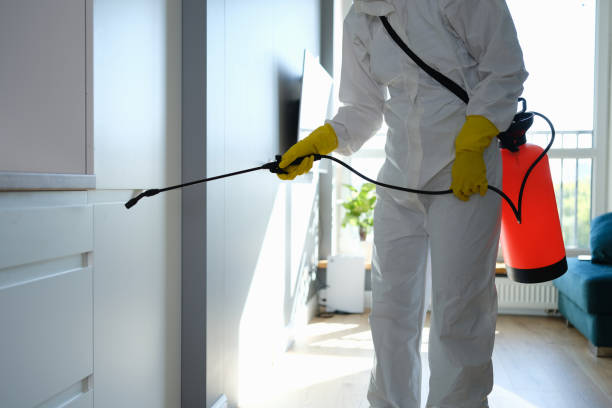 Best Professional Mold Removal  in Manteno, IL