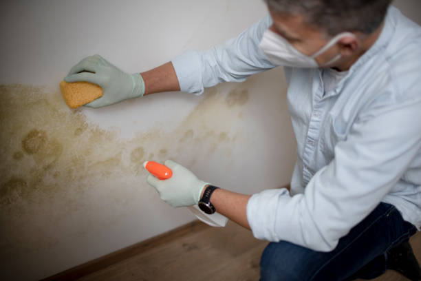 Best Mold Damage Repair  in Manteno, IL