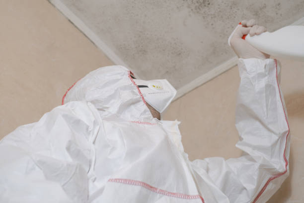 Best Mold Remediation Experts  in Manteno, IL
