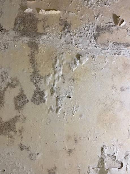Best Attic Mold Removal  in Manteno, IL