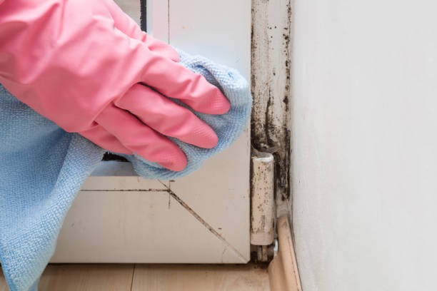 Best Attic Mold Removal  in Manteno, IL